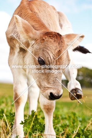 Swiss brown calf scratching