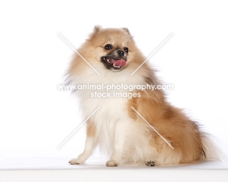 pomeranian on white background