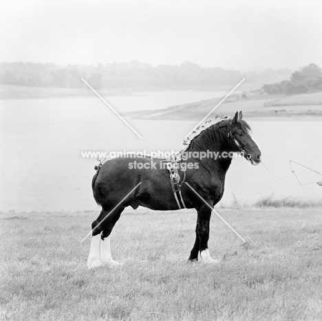 shire stallion, grangewood william 