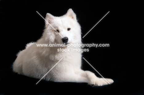 Samoyed lying on black background