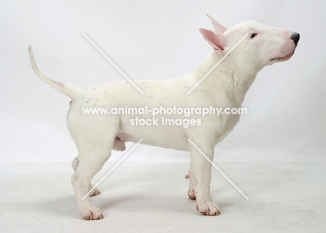 White Bull Terrier (Miniature) side view
