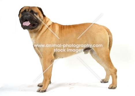 Australian Champion Bullmastiff, standing