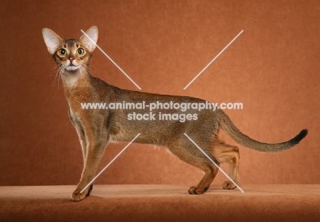 Feminine Ruddy Abyssinian female standing to left looking at camera