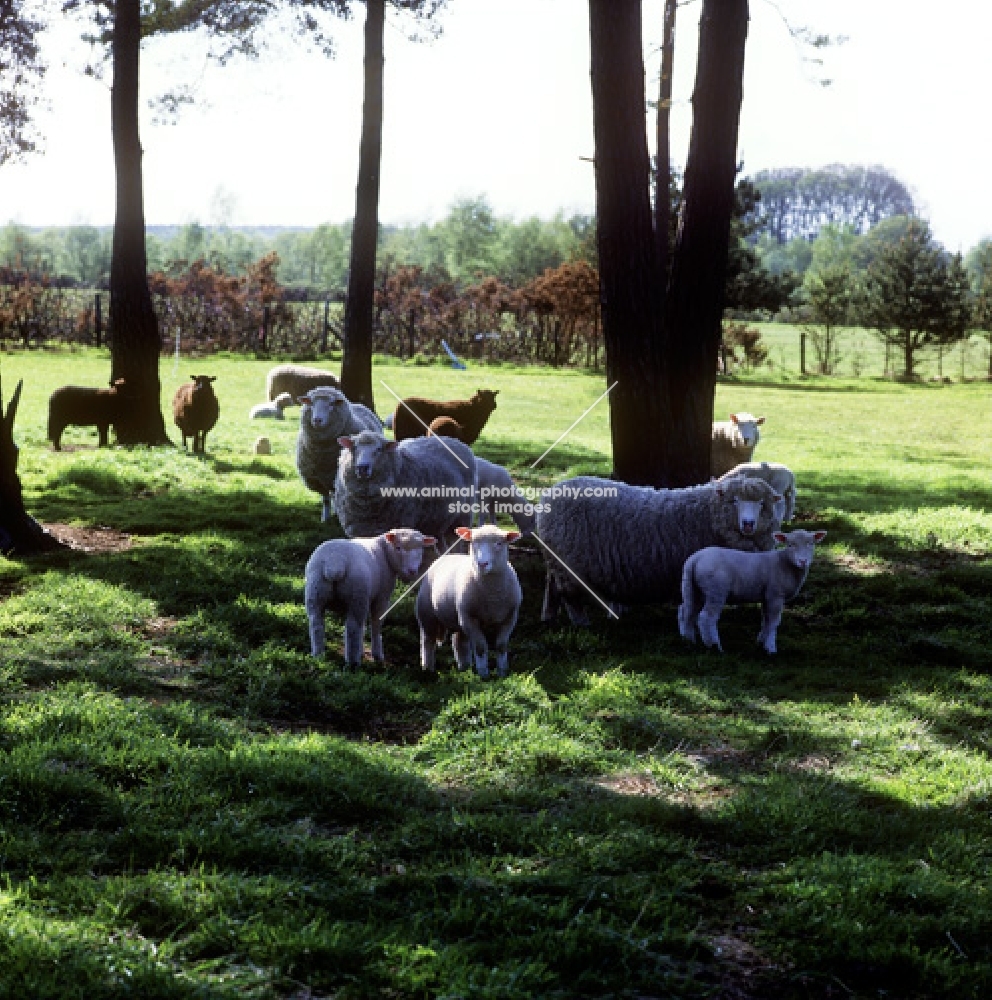 flock of poll dorset cross sheep, with others in background