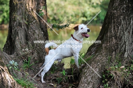 Parson Russell Terrier near trees