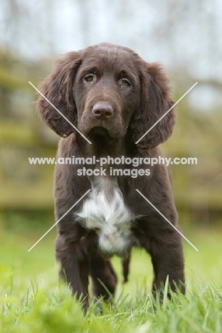 German Longhaired Pointer puppy