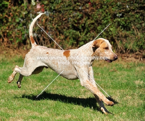 old English type foxhound, running