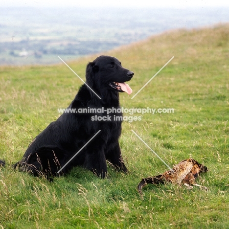 champion flatcoat retriever sitting after retrieving pheasant 