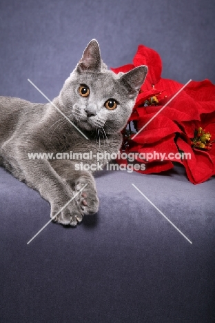 Chartreux near poinsettia 