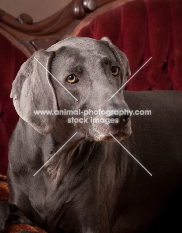 Weimaraner portrait