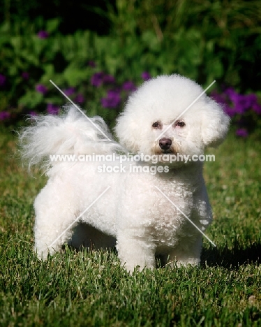 Bichon Frise standing on grass