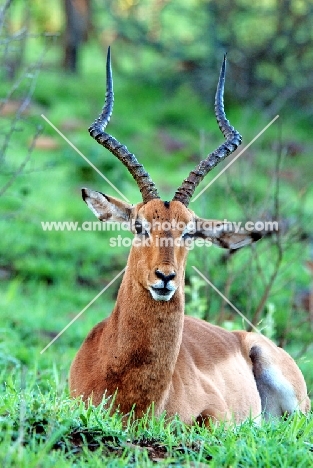 male Impala