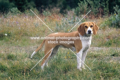 Hygenhund, Norwegian Hound in Norwegian Mountains