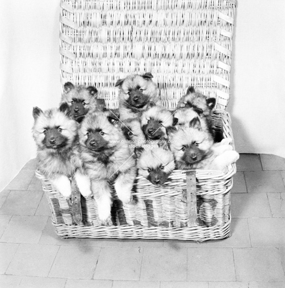litter of nine puppies from rhinevale in basket