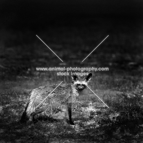 bat eared fox, amboseli np, africa,