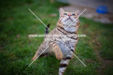 outdoor shot of a male Bengal cat with paw up