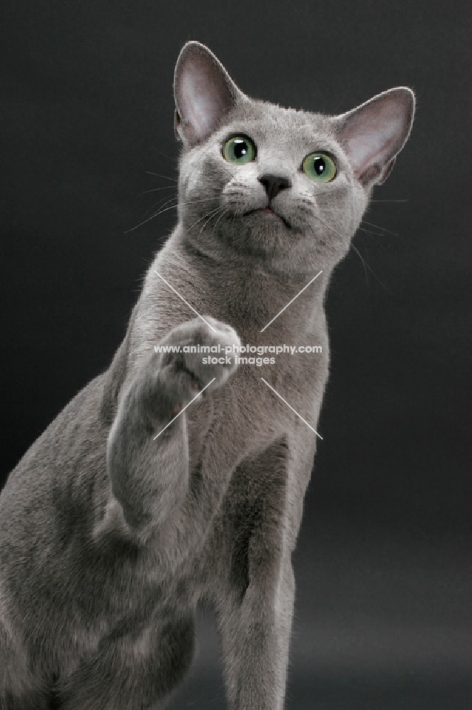 Russian Blue, looking up