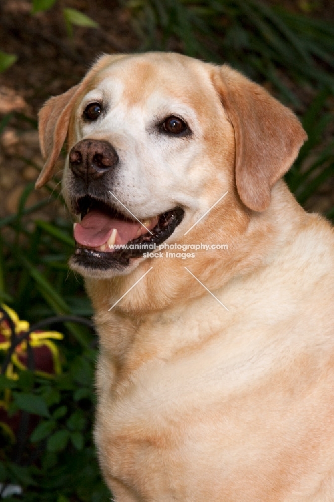 yellow lab outside 3/4 view