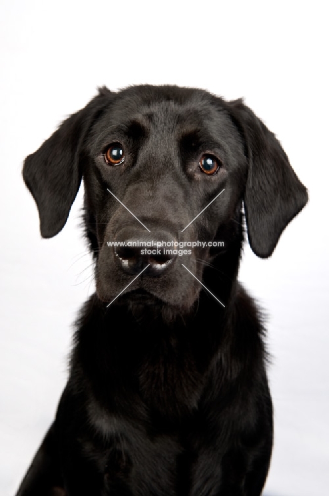 Black labrador in the studio