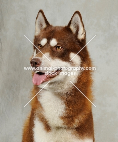 Siberian Husky head study