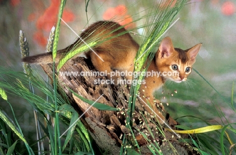 abyssinian kitten sitting on a log