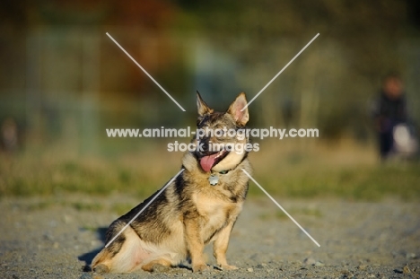 Swedish Vallhund looking away