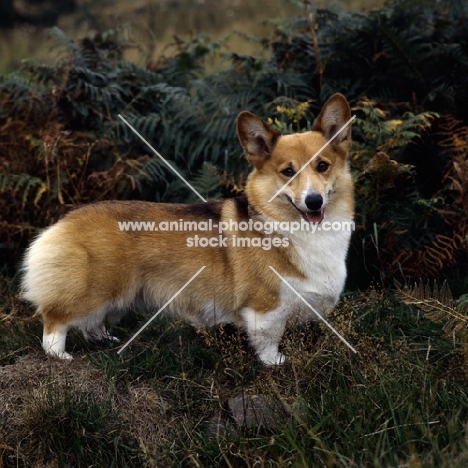 ch belroyd lovebird, pembroke corgi standing on a rock in bracken