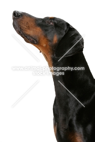 Australian Champion Dobermann, profile