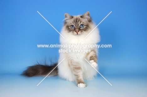 blue tabby point birman cat, one leg up