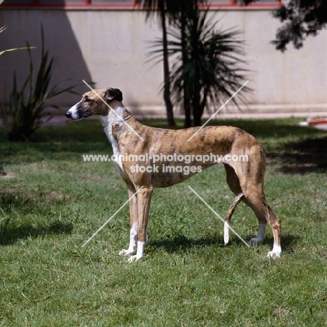   duquesa, spanish galgo standing on grass