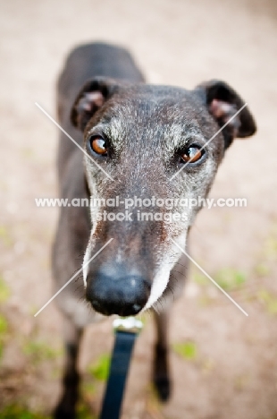 Greyhound looking at camera