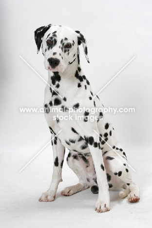 Dalmation sitting on white background