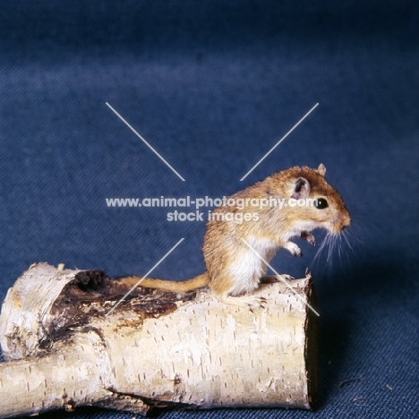 gerbil standing up on a log