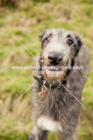 Deerhound