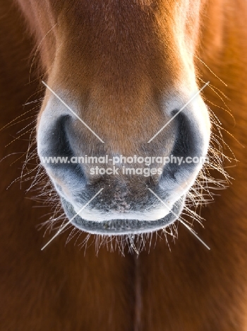 Suffolk Punch mouth