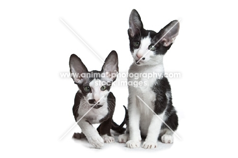2 peterbald kittens sitting and looking at camera, 10 weeks