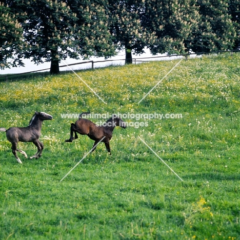 two young Lipizzaner foals the beginnings of the Capriole, kicking and playing at piber