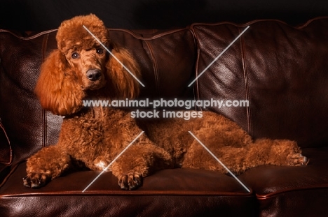 red standard Poodle on couch