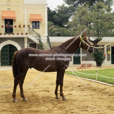 Nervioso, Spanish Anglo Arab  full body 