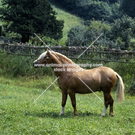 turkdean cerdin, welsh pony of cob type (section c) stallion in his paddock