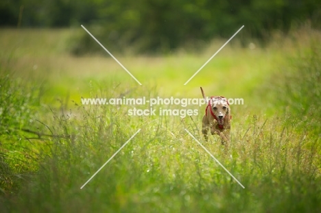 red italian greyhound running in a field