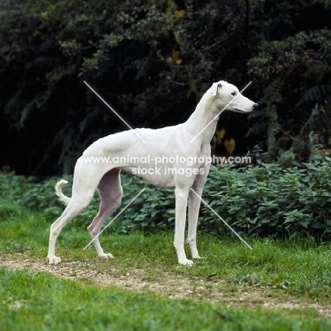 show greyhound standing on grass