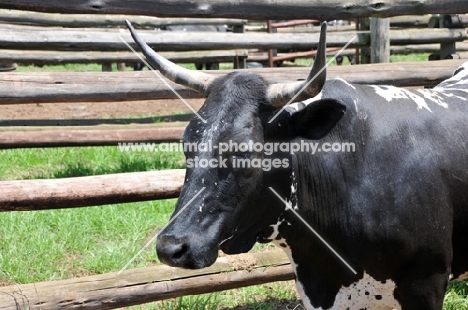 Nguni Cattle