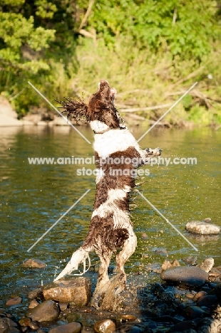 English Springer Spaniel jumping up in river