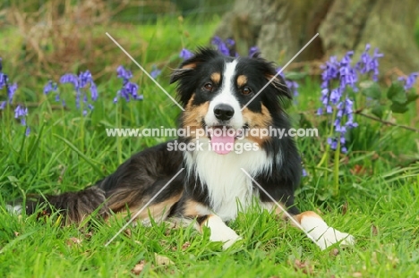 tri-colour border collie in spring