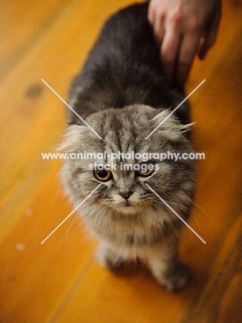 Scottish fold cat standing on wood floors with person petting. 