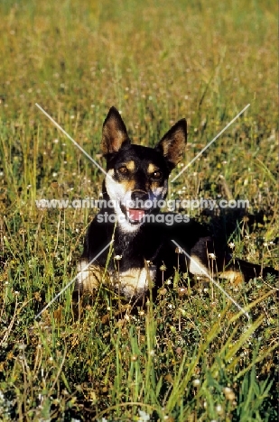 Australian Kelpie, working champion