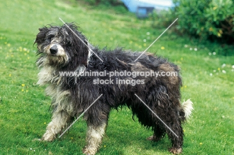 Bearded Collie, working type