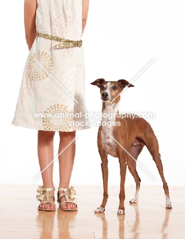 red and white Italian Greyhound standing next to girl