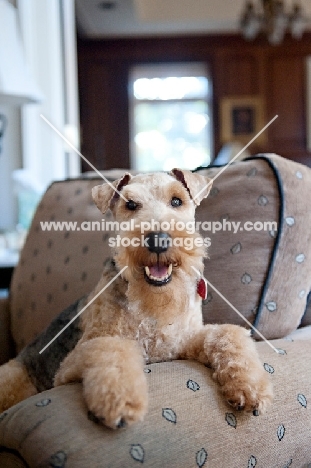 welsh terrier with paws on arm of chair